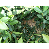 福建油茶苗 