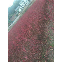 福建美国紫薇