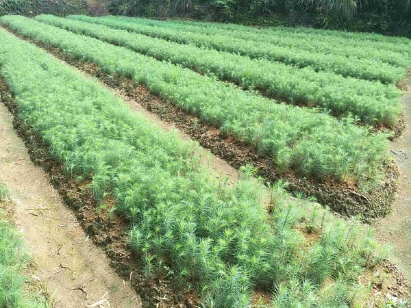 福建杉木苗