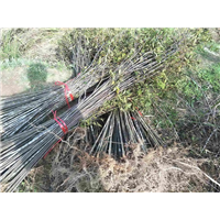 福建野鸭椿 