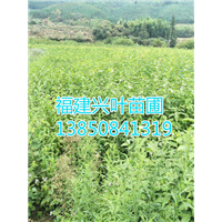 福建山樱花、福建山樱花苗 