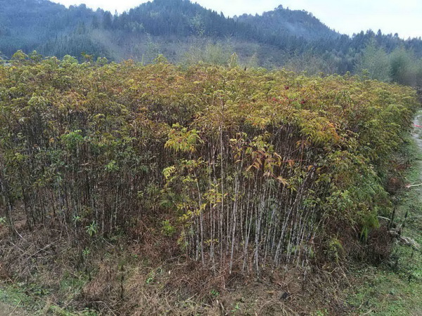 福建野鸭椿 
