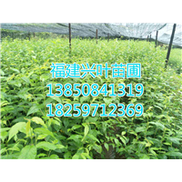 福建山樱花 