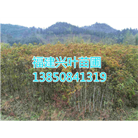 福建湿地松 