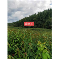 福建山乌桕小苗-批发 种植 
