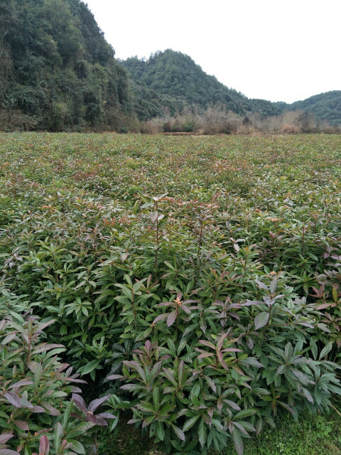 福建木荷苗 