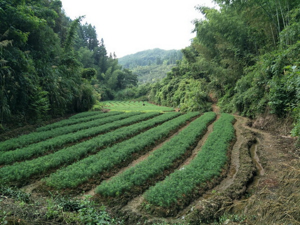 福建杉木苗