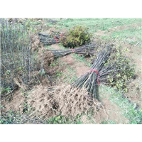 福建野鸭椿 