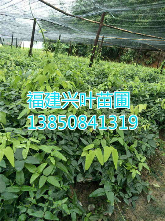 福建八月瓜袋苗、福建八月瓜苗 