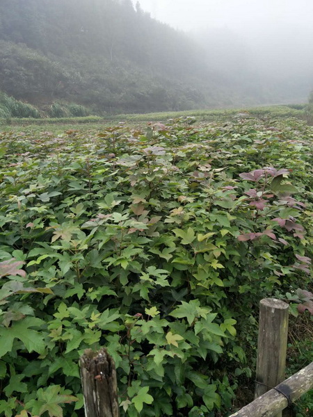 福建枫香苗