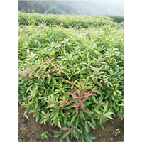 福建木荷苗