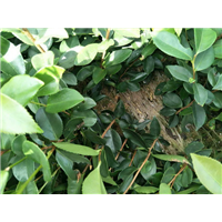 福建油茶苗