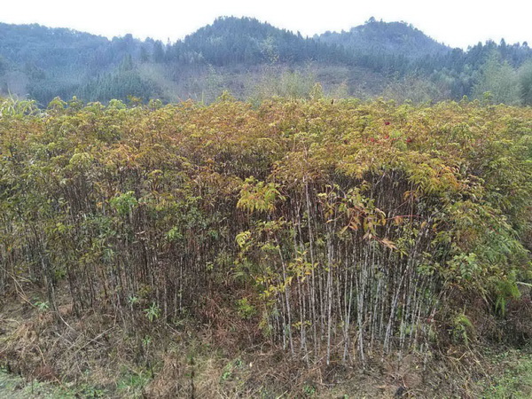 福建野鸭椿 