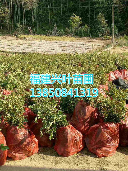 福建油茶苗 