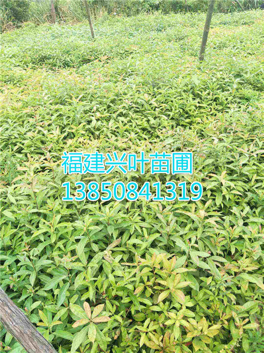 福建木荷苗 
