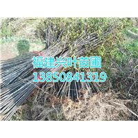 福建湿地松 
