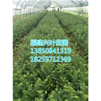 福建红豆杉苗 