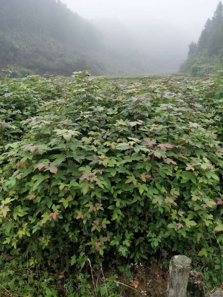 福建枫香苗
