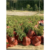 福建油茶苗