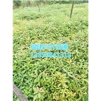 福建木荷苗 