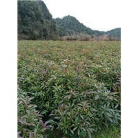 福建木荷苗 
