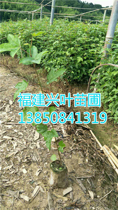 福建枫香袋苗、福建枫香苗 