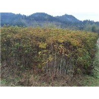 福建野鸭椿 