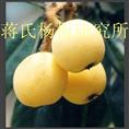 白枇杷苗 