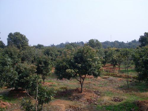 蒋氏杨梅基地-基地一角