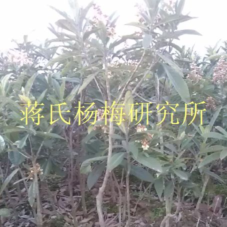 白玉枇杷苗 