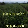 杨梅苗供应基地 