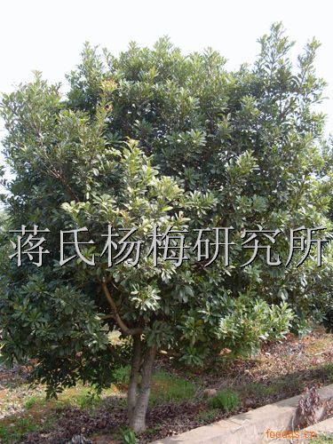 黑碳杨梅苗-黑碳杨梅苗