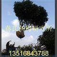 杨梅树特价 