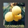 白枇杷苗供应基地 