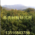 特价杨梅苗 