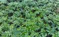供应浙江黄花梨树苗-黄花梨树苗
