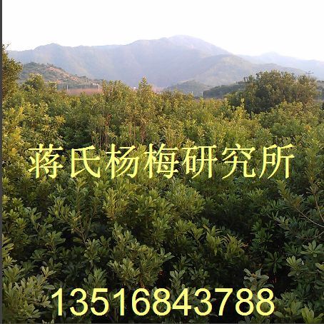 特价杨梅苗 