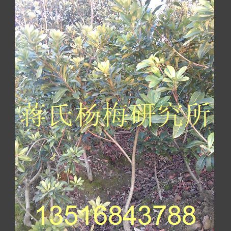 浙江杨梅苗 