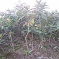 地径1.5-2cm白枇杷苗 