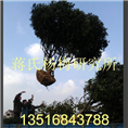 杨梅树 杨梅树苗 杨梅苗供应基地 