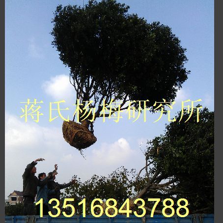 杨梅树特价 