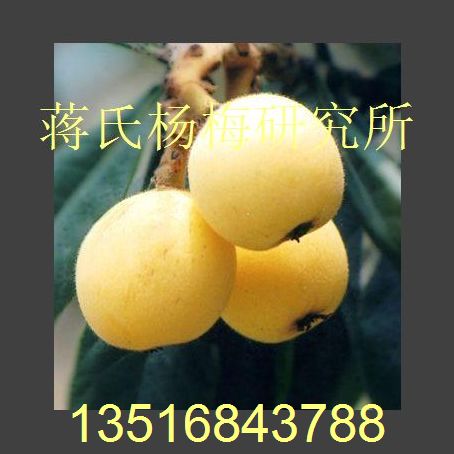 白枇杷苗供应基地 