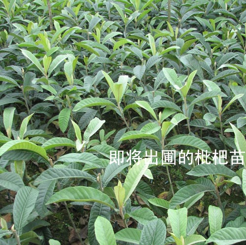 求购浙江枇杷树苗-枇杷树苗