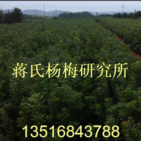杨梅苗 地径2cm杨梅苗 各种规格杨梅苗 白枇杷苗 