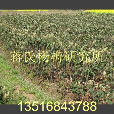 枇杷苗供应 
