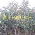白玉枇杷苗 