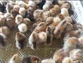 绿壳蛋土鸡苗 