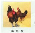 麻羽系---江汉土鸡苗 