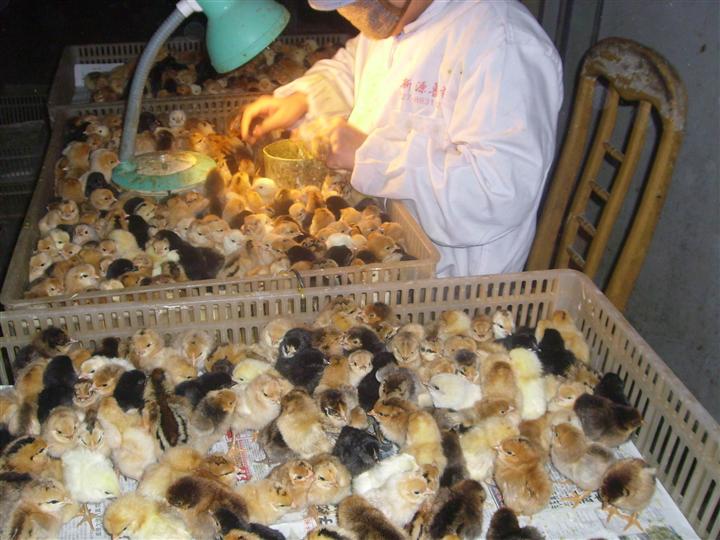 江汉土鸡苗（图）优质纯正【江汉土鸡苗，固始土鸡苗， 绿壳蛋鸡苗】武汉博达康生态禽业为您专业供应！ 销售热线：15307137430 
