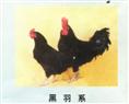 黑羽系--江汉土鸡苗 